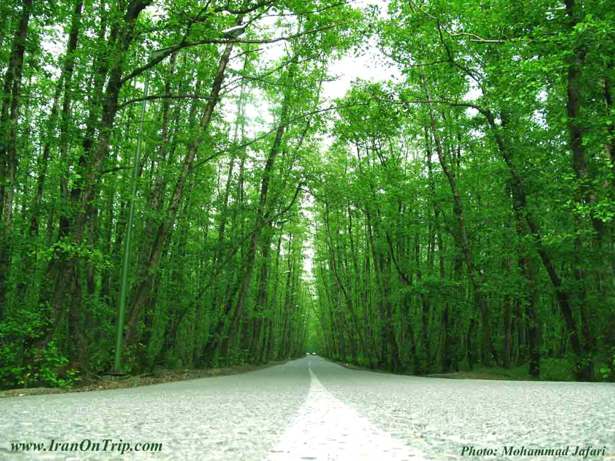 Gisoum Forest - Forests of Iran
