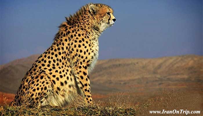 Iranian Cheetah - Famous Animals Of Iran - Animals of Iran
