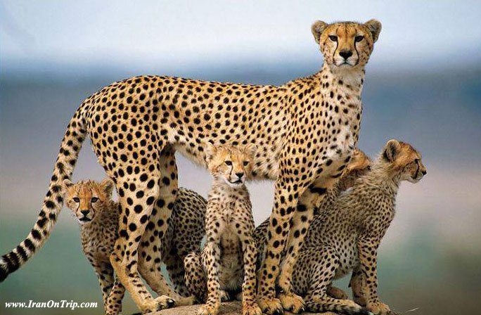 Iranian Cheetah - Famous Animals Of Iran - Animals Of Iran