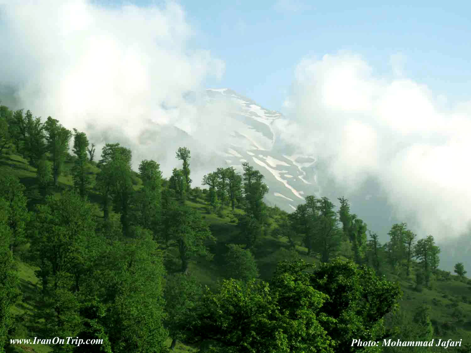 Mazichal Forests - Forests of Iran