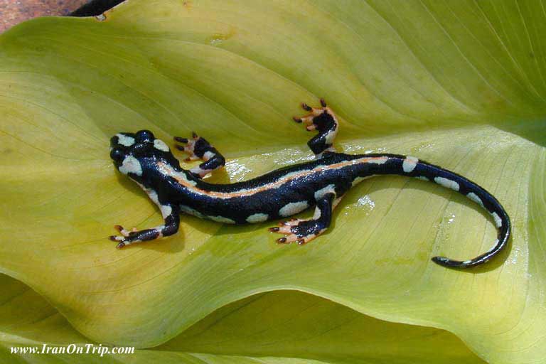  Neurergus Kaiseri (Salamander) - Famous Animals Of Iran - Animals Of Iran