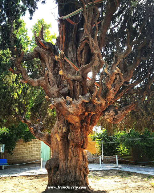 Old-cypress(age-2145) in Mahriz Yazd - Historical places of Mehriz 