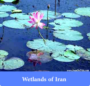 Wetlands of Iran - Trip to Iran