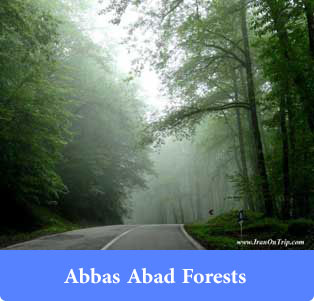 Abbas Abad Forests - Forests of Iran