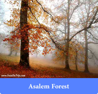 Asalem Forest - Forests of iran