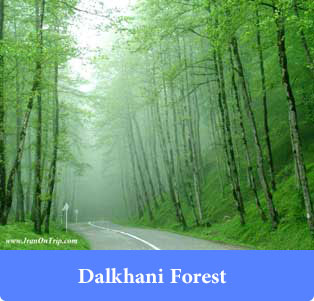 Dalikhani forest - Forests of Iran