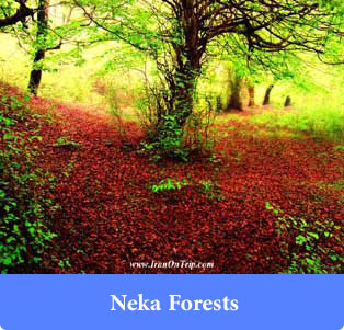 Neka Forests - Forests of iran