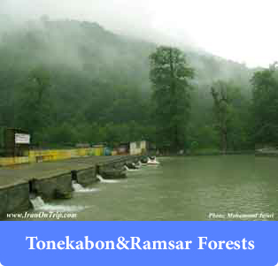 Tonekabon & Ramsar Forests - Forests of Iran