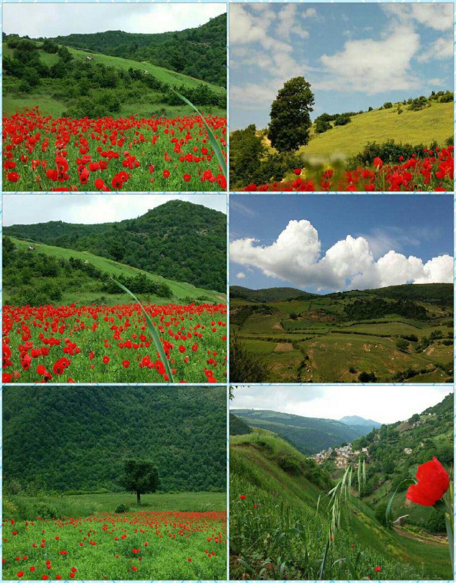  Anemones plain, padoldol village, Galikesh, Golestan iran